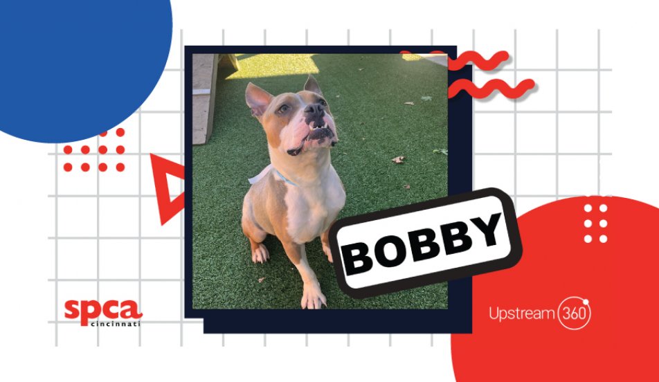 Dog of the Month Upstream 360