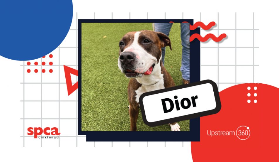 Dog of the Month Upstream 360