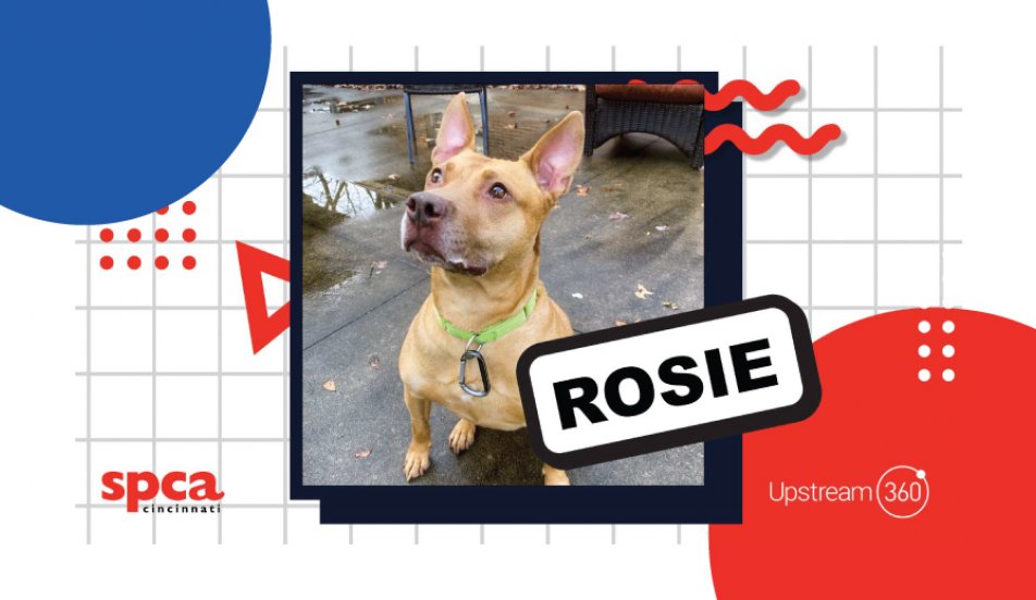 Dog of the Month Upstream 360