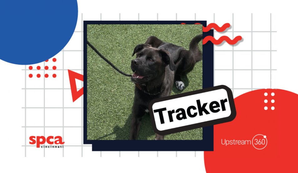 Dog of the Month Upstream 360