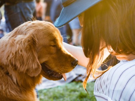 Golden retriever outside