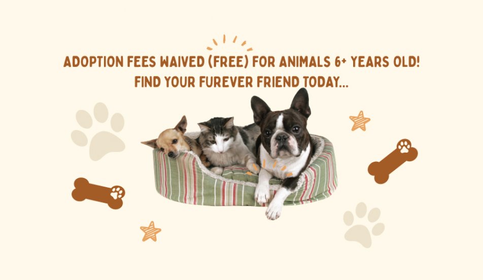 senior pets promo